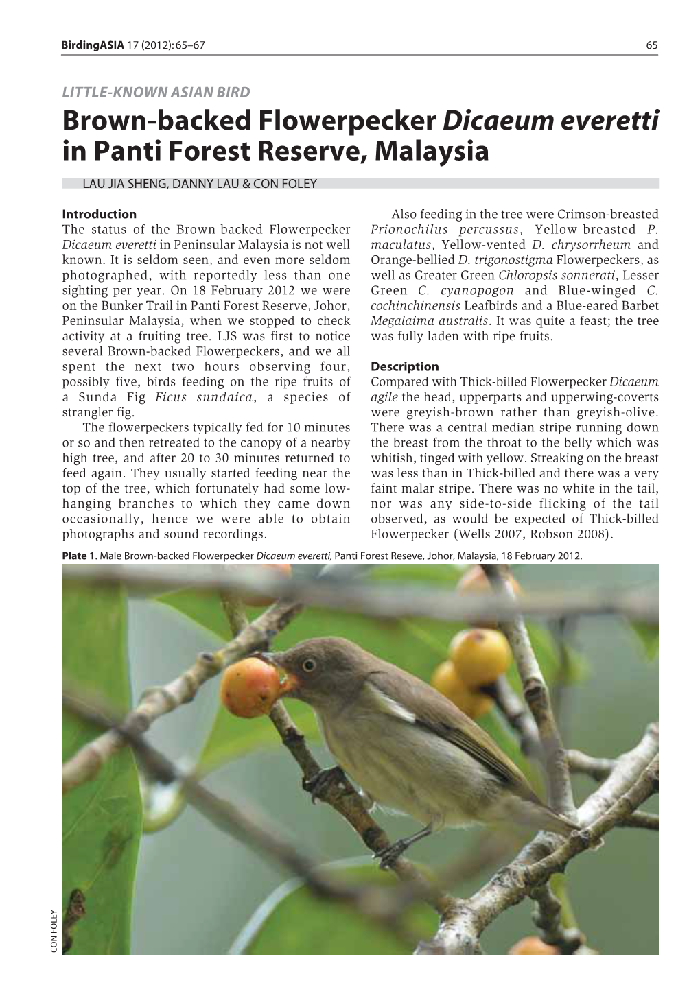 Brown-Backed Flowerpecker Dicaeum Everetti in Panti Forest Reserve, Malaysia LAU JIA SHENG, DANNY LAU & CON FOLEY