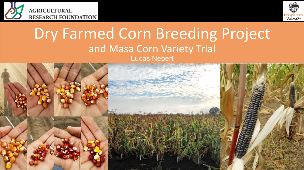 Dry Farmed Corn Breeding Project and Masa Corn Variety Trial Lucas Nebert Project Aims