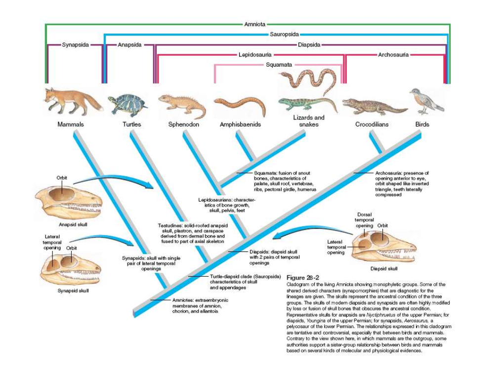 Amniota-Reptiles-No-Aves Irnyma.Pdf