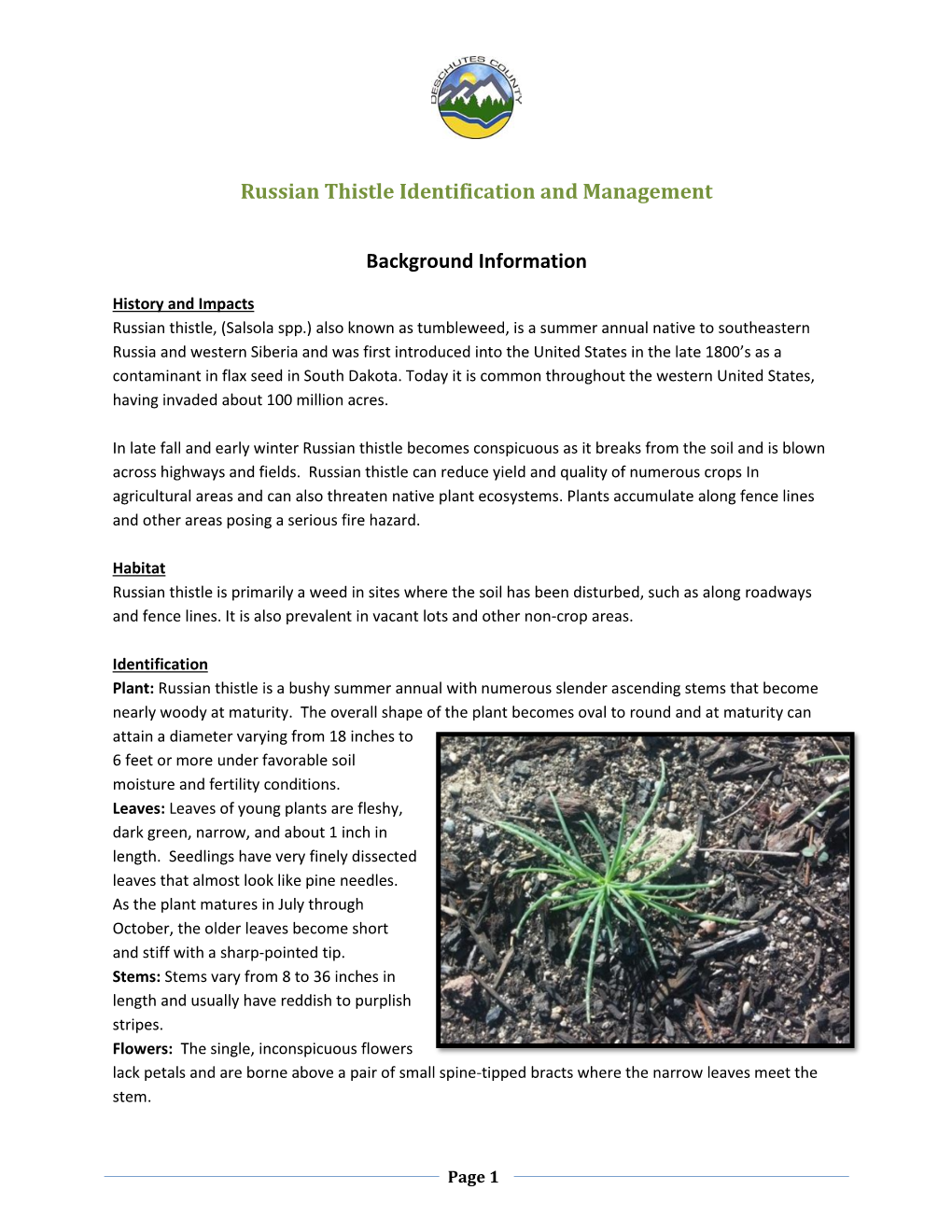 Russian Thistle Identification and Management