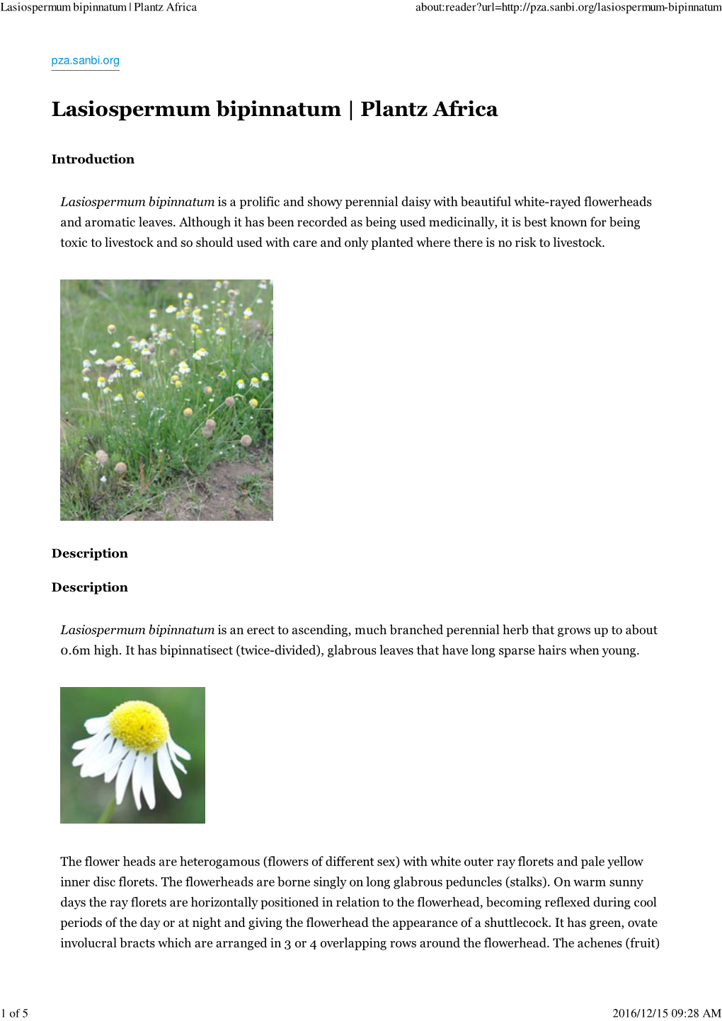 Lasiospermum Bipinnatum | Plantz Africa About:Reader?Url=