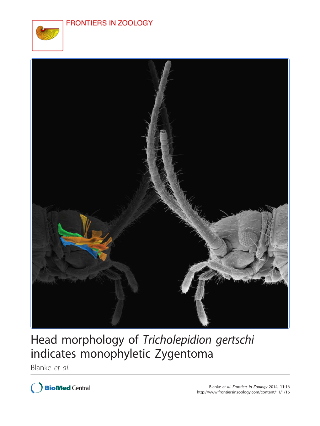 Tricholepidion Gertschi Indicates Monophyletic Zygentoma Blanke Et Al