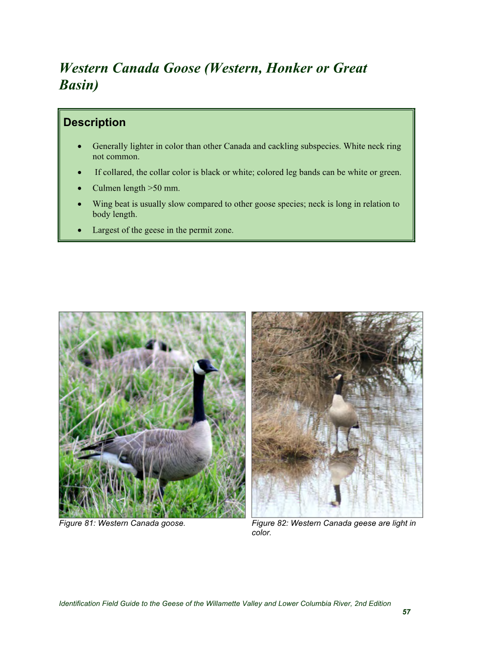 Western Canada Goose (Western, Honker Or Great Basin)