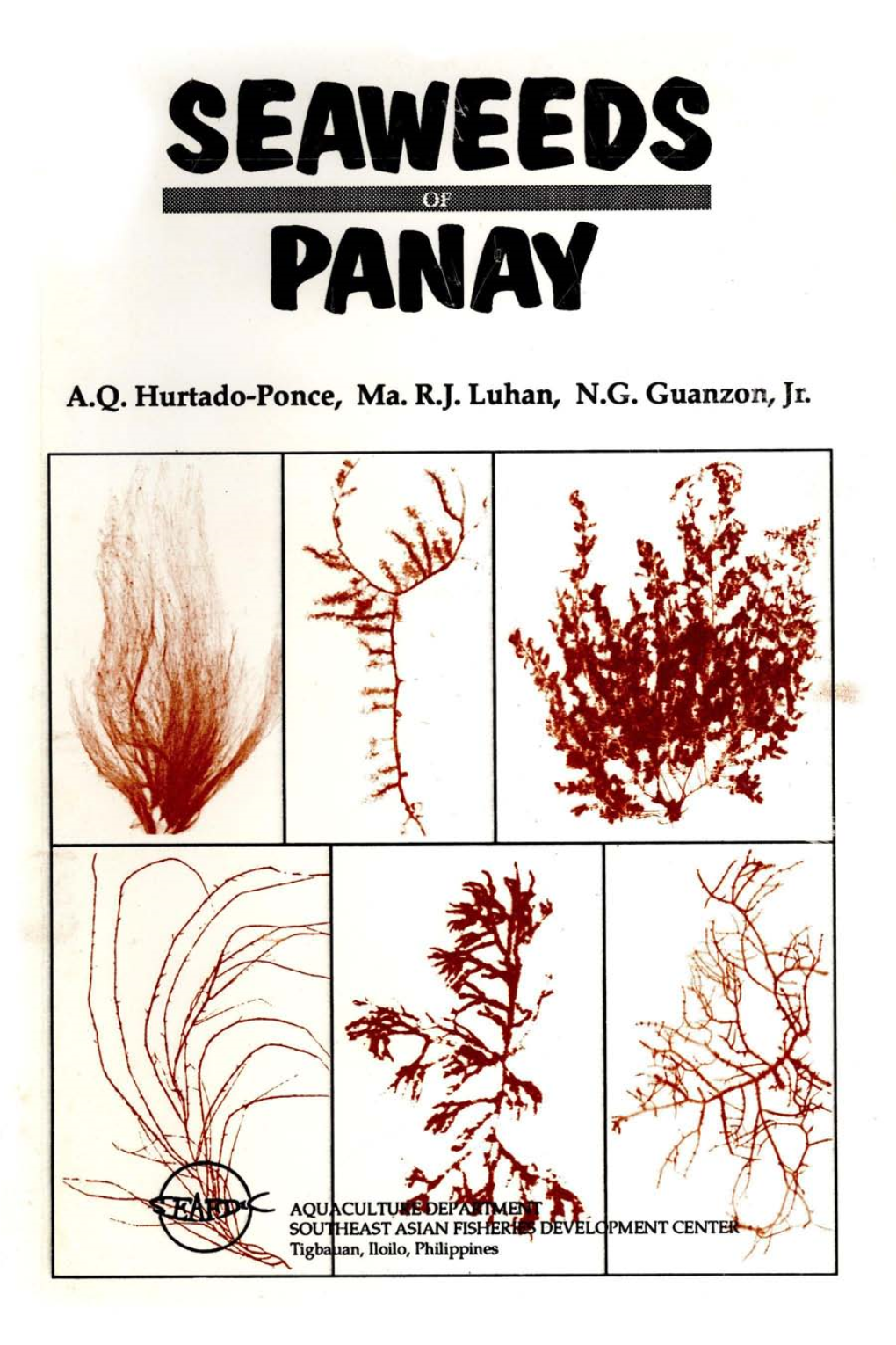 Seaweeds of Panay