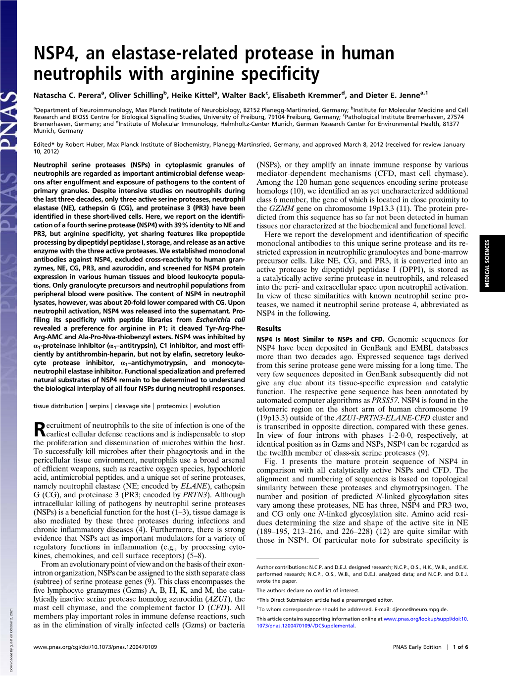 NSP4, an Elastase-Related Protease in Human Neutrophils with Arginine Speciﬁcity