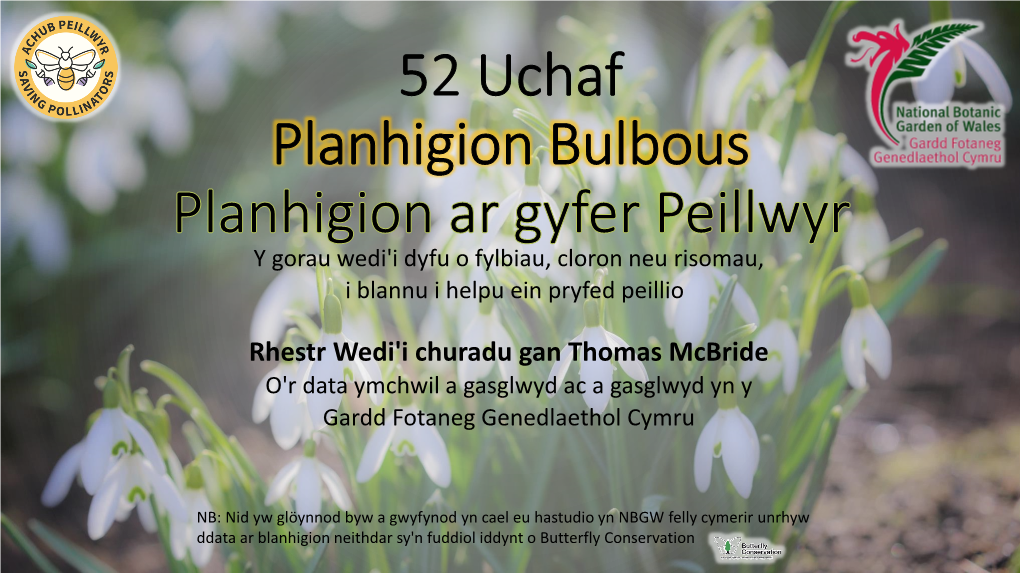 52 Uchaf Planhigion Bulbous