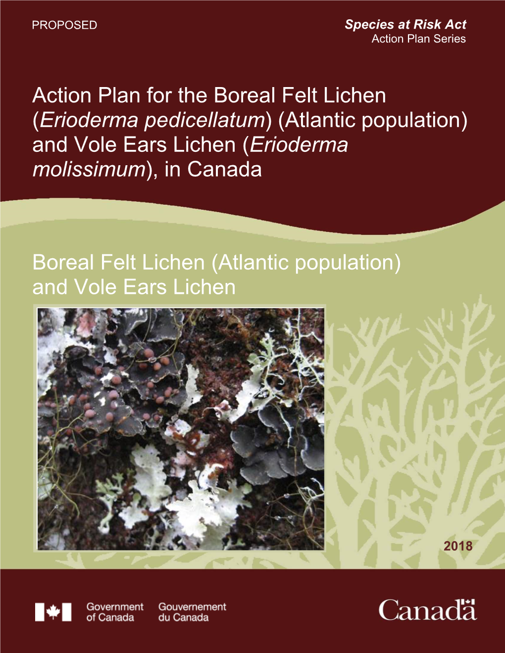 Boreal Felt Lichen (Erioderma Pedicellatum) (Atlantic Population) and Vole Ears Lichen (Erioderma Molissimum), in Canada