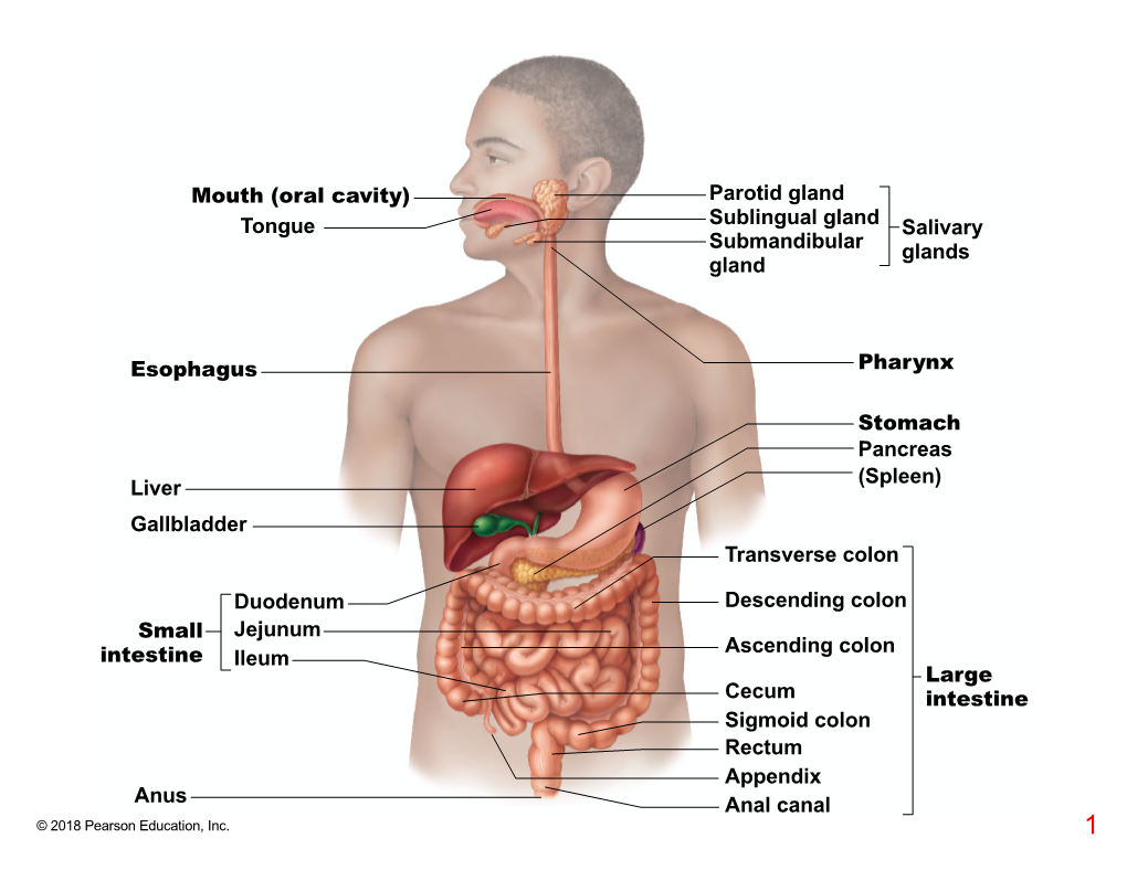 Mouth (Oral Cavity) Tongue Parotid Gland Sublingual Gland