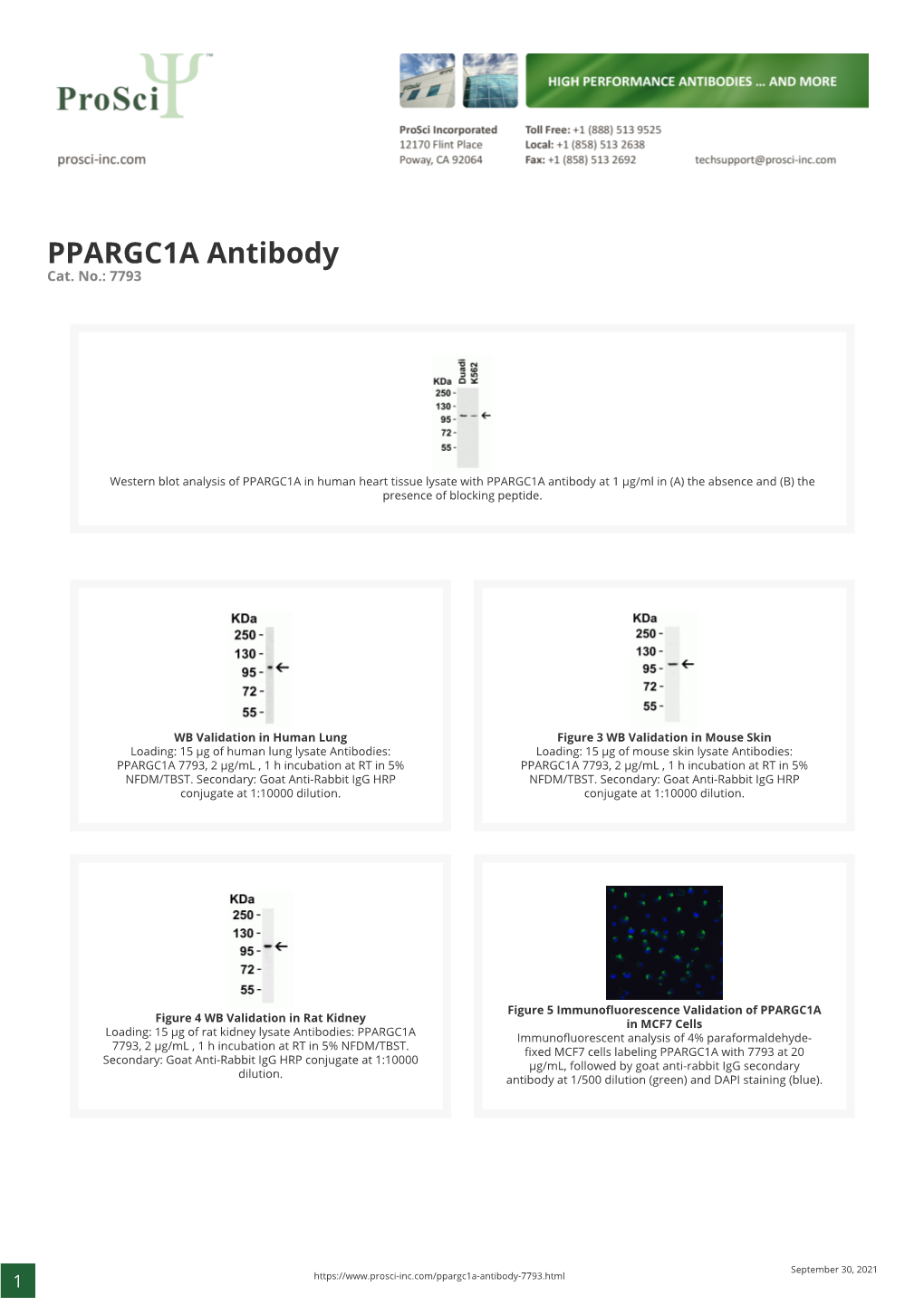 PPARGC1A Antibody Cat