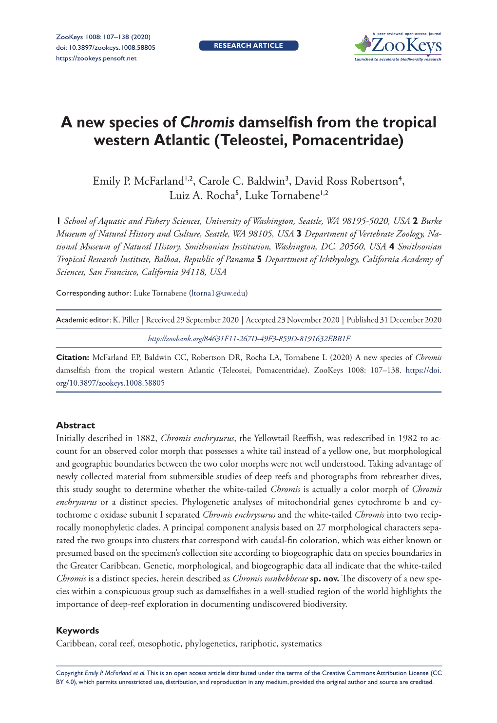 A New Species of Chromis Damselfish from the Tropical Western Atlantic (Teleostei, Pomacentridae)