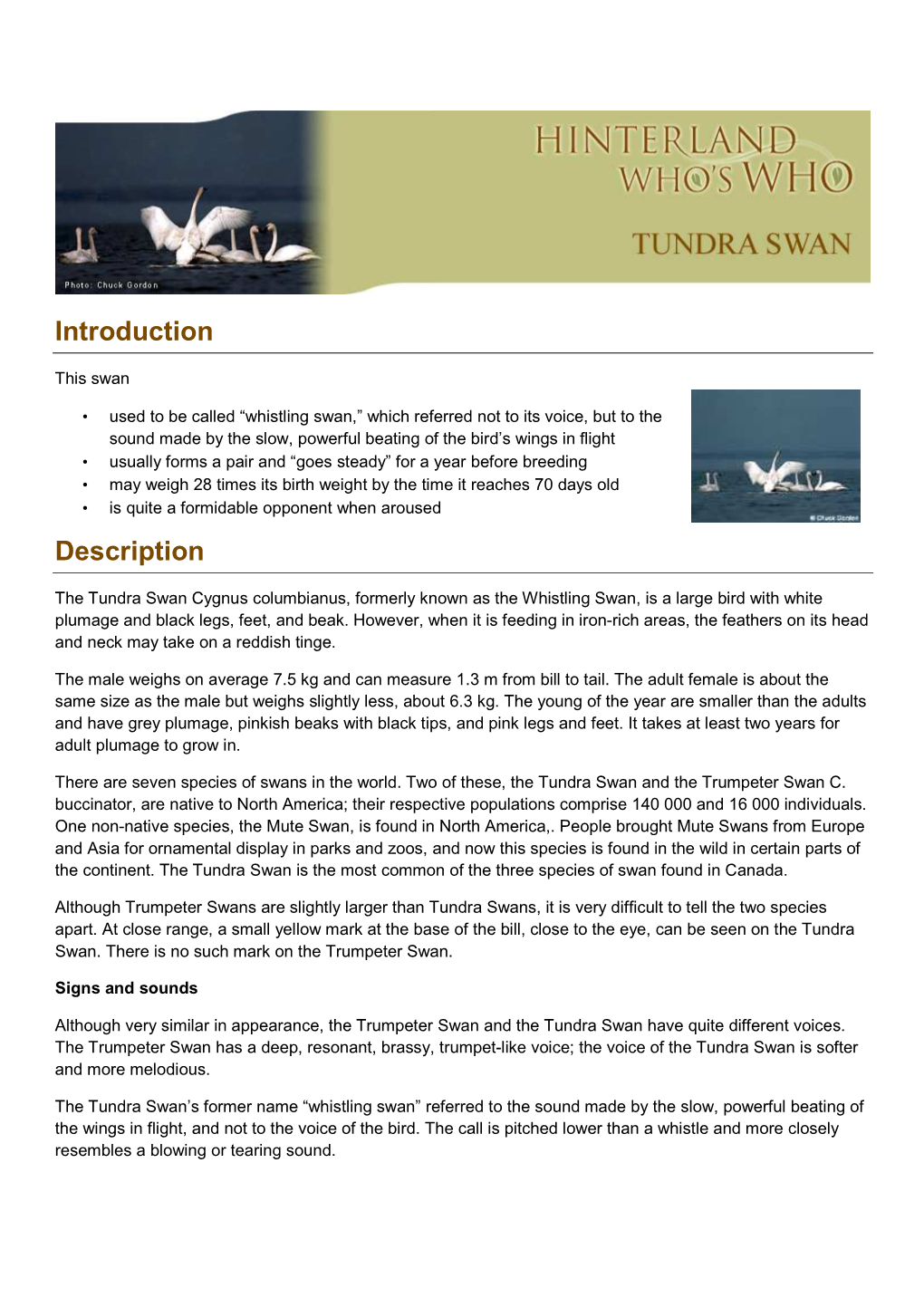 Tundra-Swan-En.Pdf