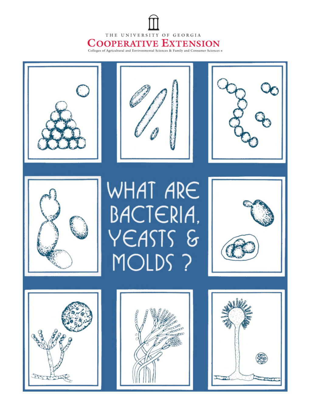 What Are Bacteria, Yeasts and Molds?