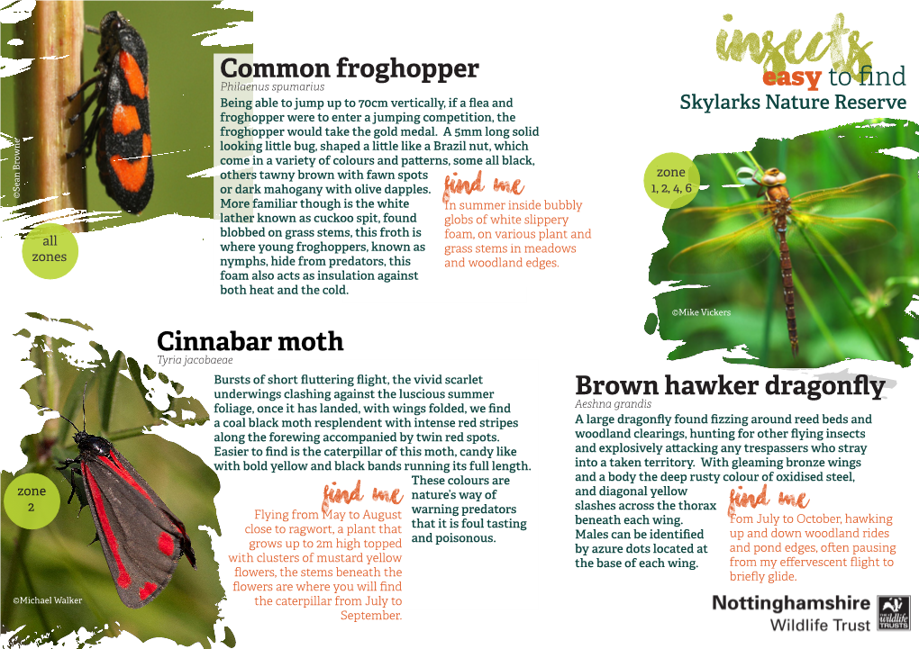 7 SKYLARKS Factsheet Insects (For Print).Pdf