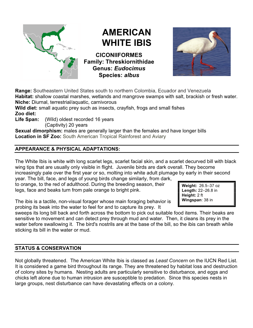 American White Ibis