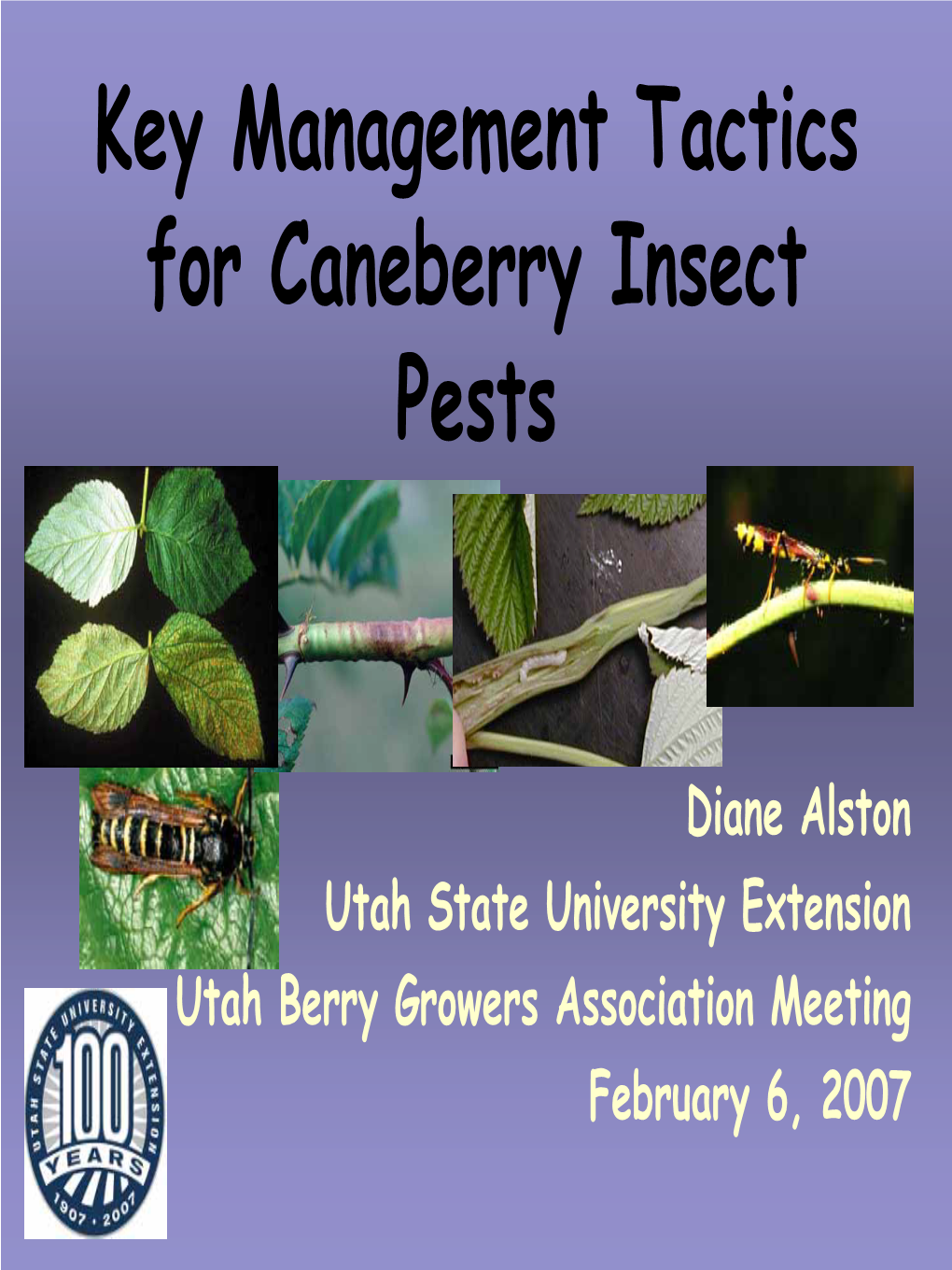 Key Management Tactics for Caneberry Insect Pests