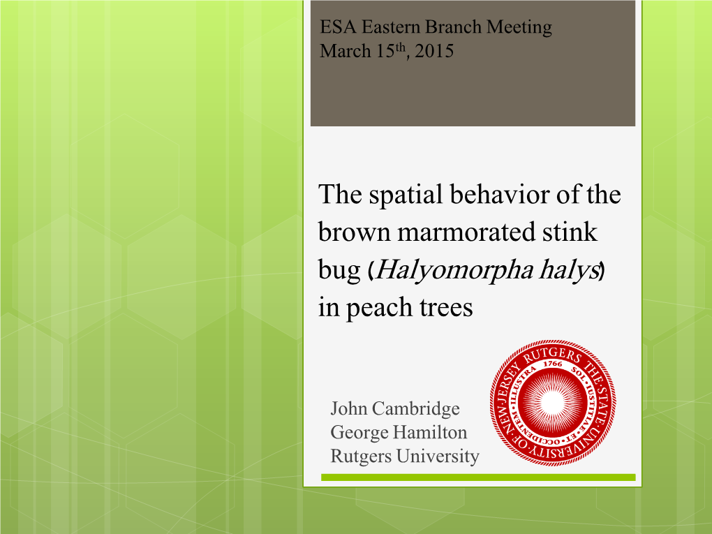 Bug (Halyomorpha Halys) in Peach Trees