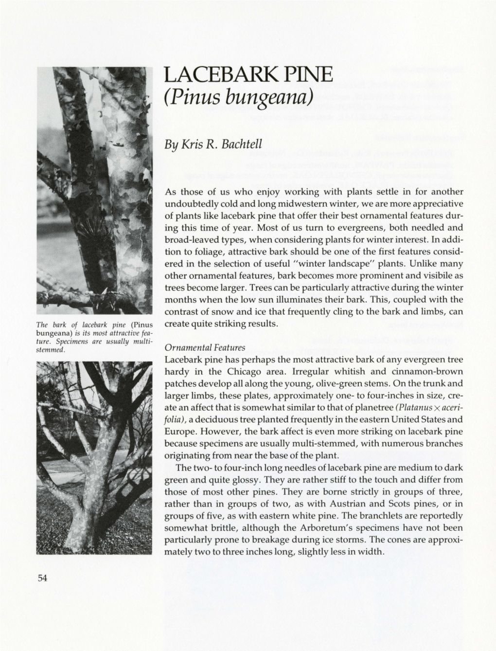 LACEBARK PINE (Pinus Bungeana)