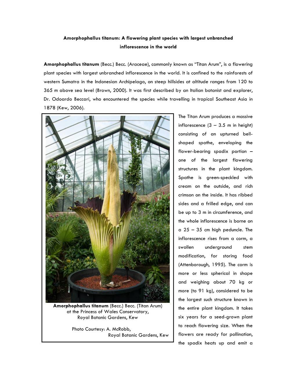 Amorphophallus Titanum (Becc.) Becc. (Titan Arum) the Entire Plant Kingdom