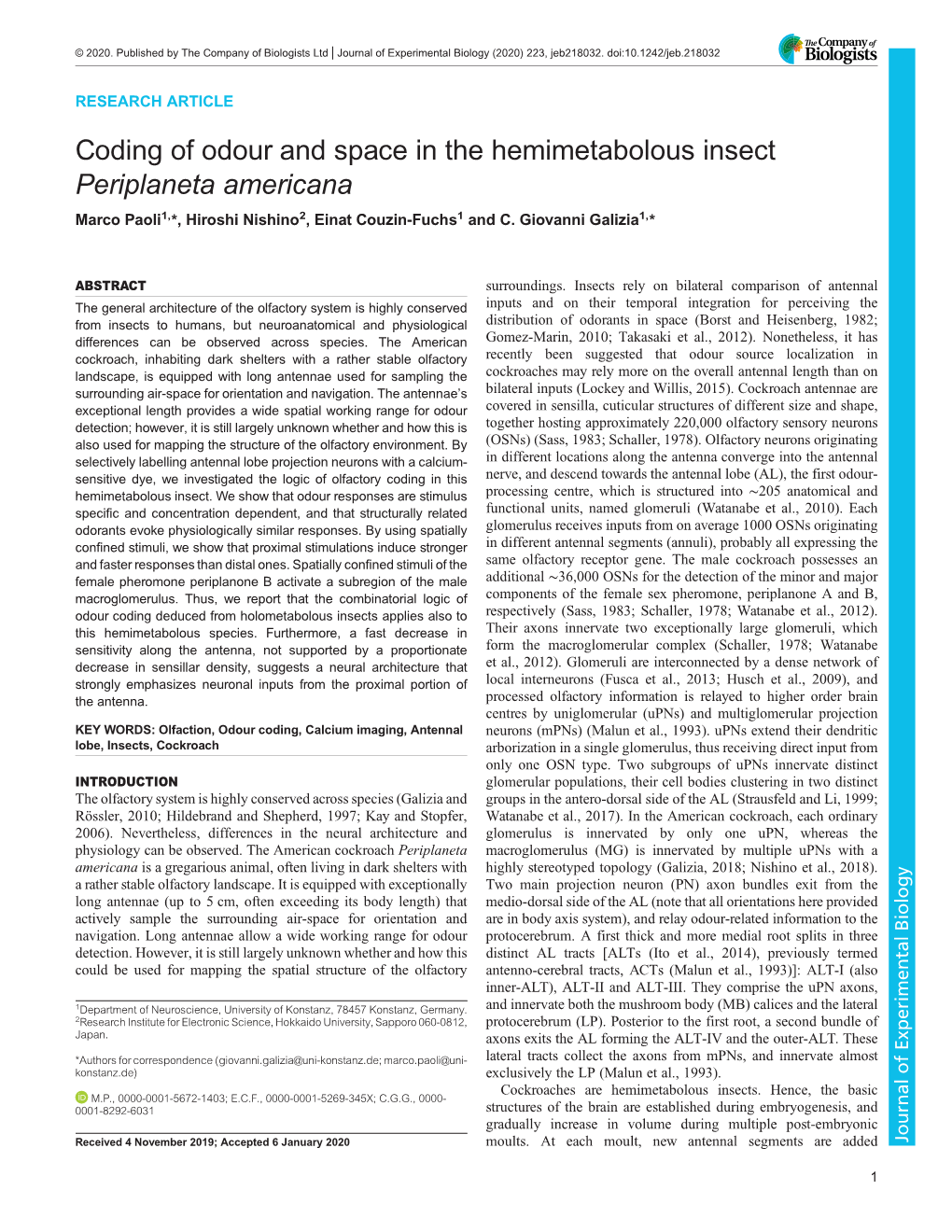 Coding of Odour and Space in the Hemimetabolous Insect <Italic