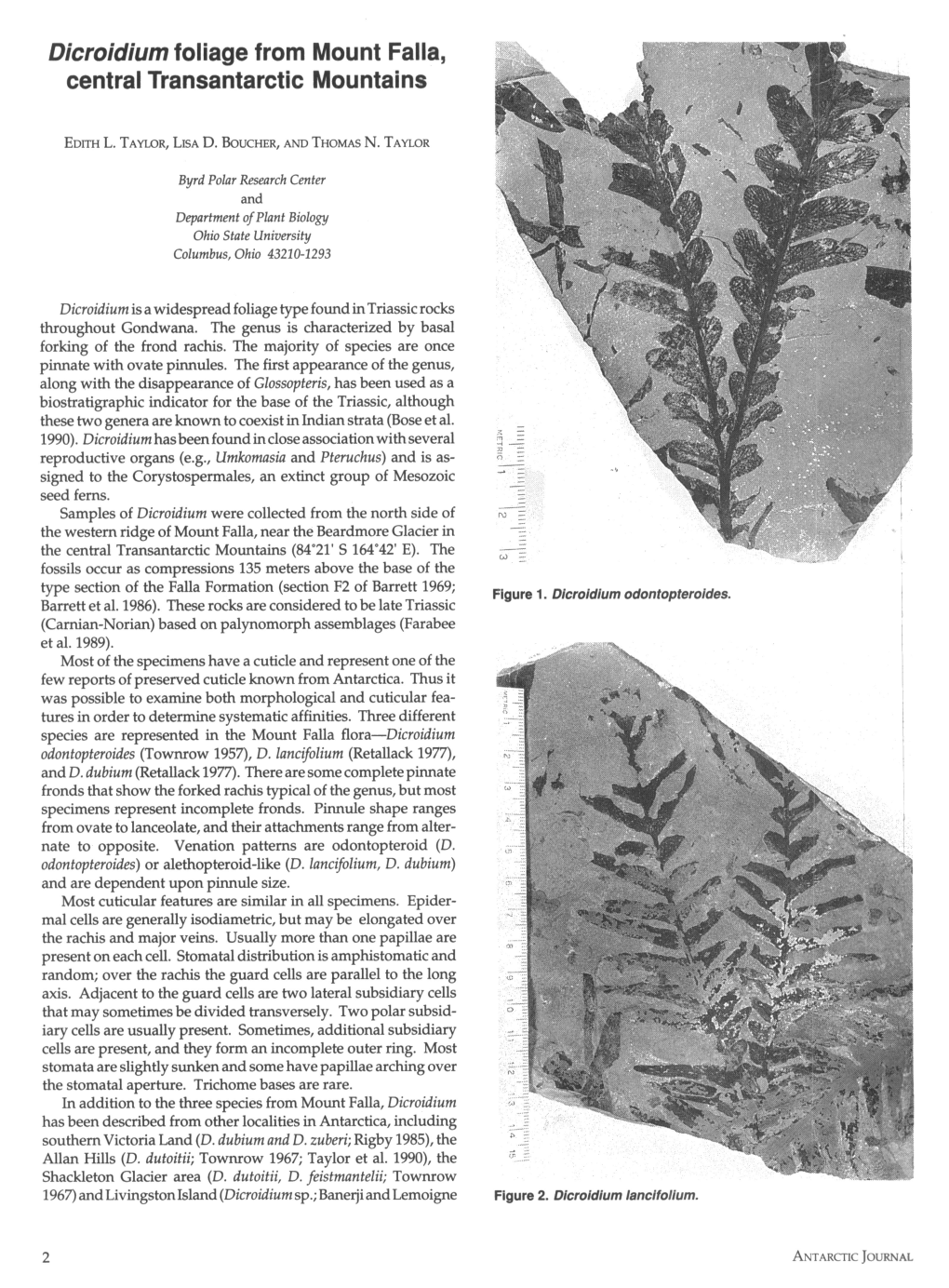 Dicroidium Foliage from Mount Falla, Central Transantarctic Mountains