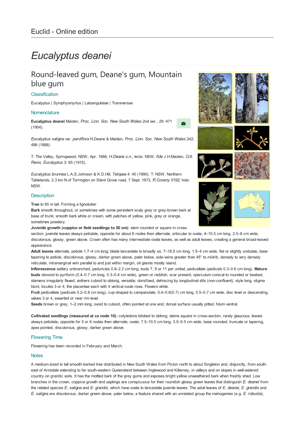 Eucalyptus Deanei Round-Leaved Gum, Deane's Gum, Mountain Blue Gum Classification Eucalyptus | Symphyomyrtus | Latoangulatae | Transversae Nomenclature