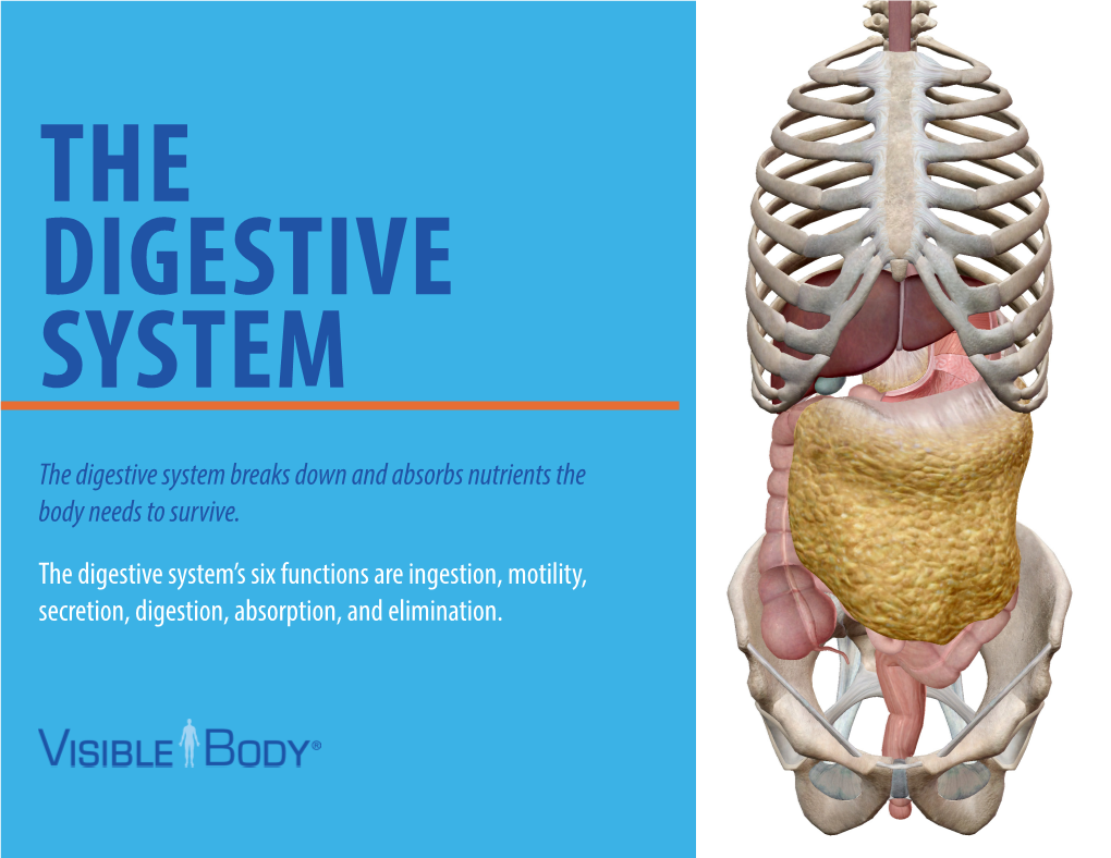 The Digestive System Breaks Down and Absorbs Nutrients the Body Needs to Survive