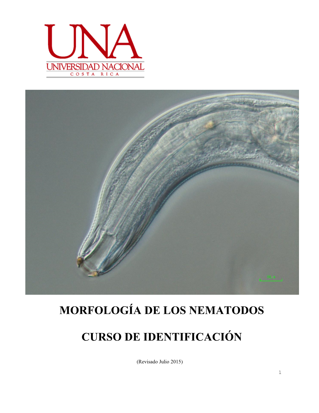 Morfología De Los Nematodos Curso De Identificación