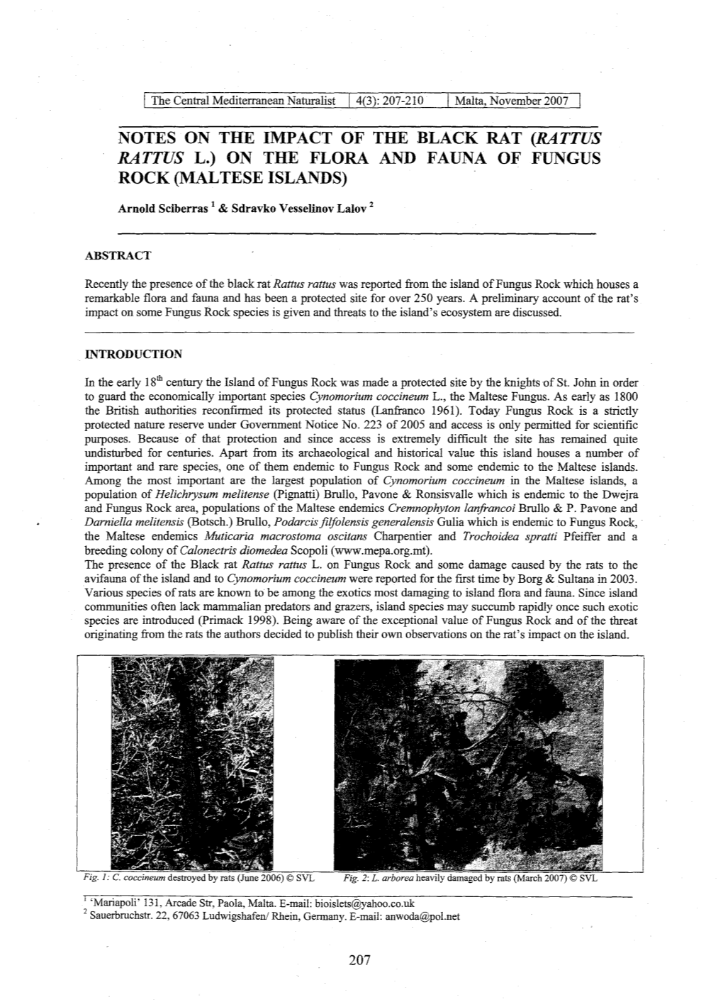Rattus Rattus L.) on the Flora and Fauna of Fungus Rock (Maltese Islands
