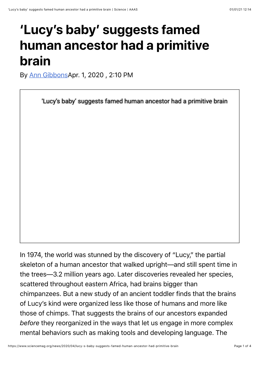 'Lucy's Baby' Suggests Famed Human Ancestor Had a Primitive Brain