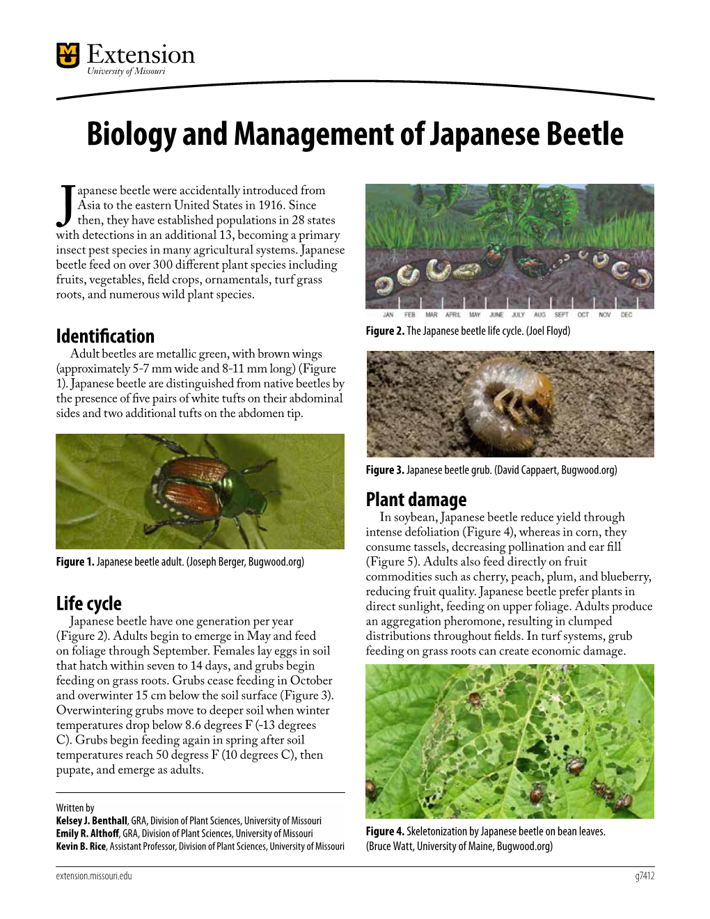 Biology and Management of Japanese Beetle