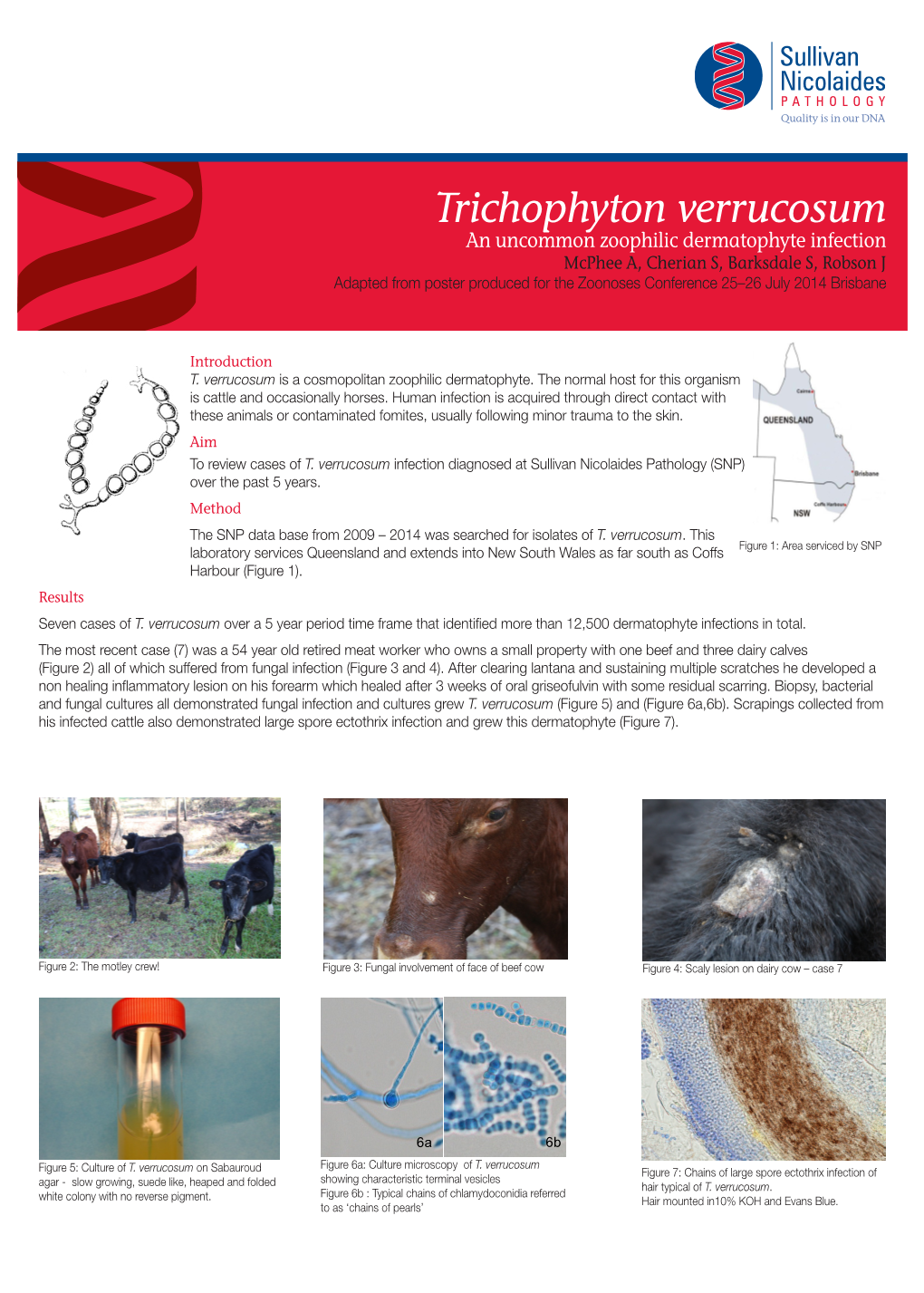 Trichophyton Verrucosum