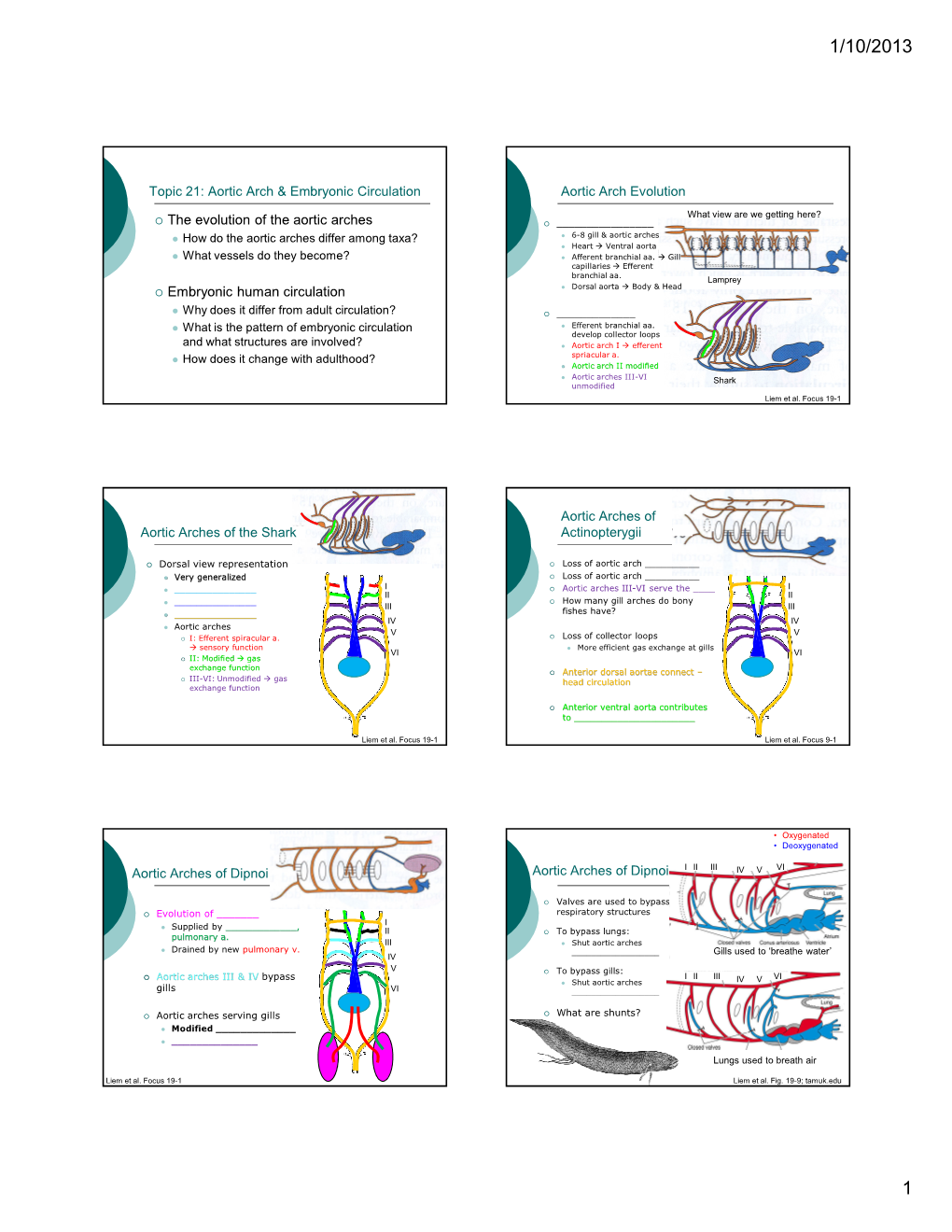 The Evolution of the Aortic Arches Embryonic Human Circulation