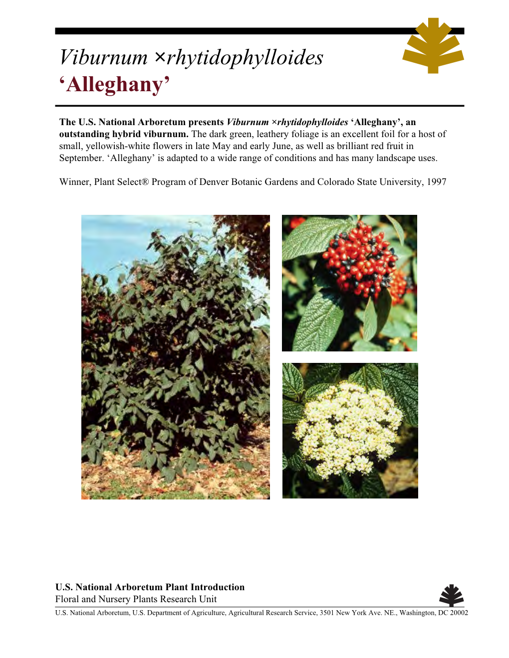 Viburnum ×Rhytidophylloides 'Alleghany'
