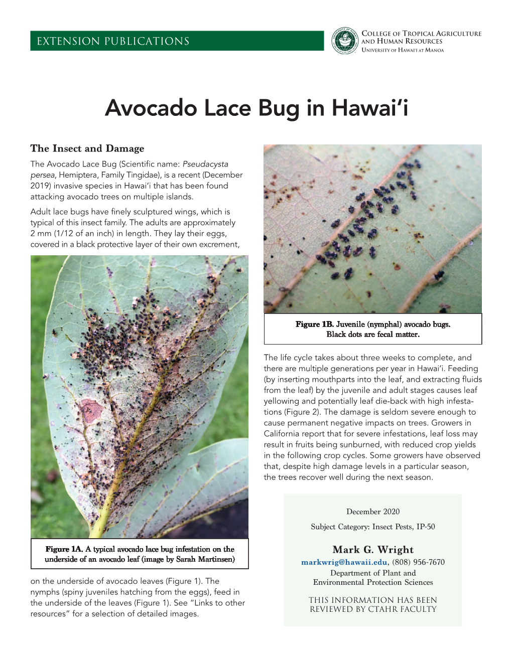 Avocado Lace Bug in Hawaiʻi