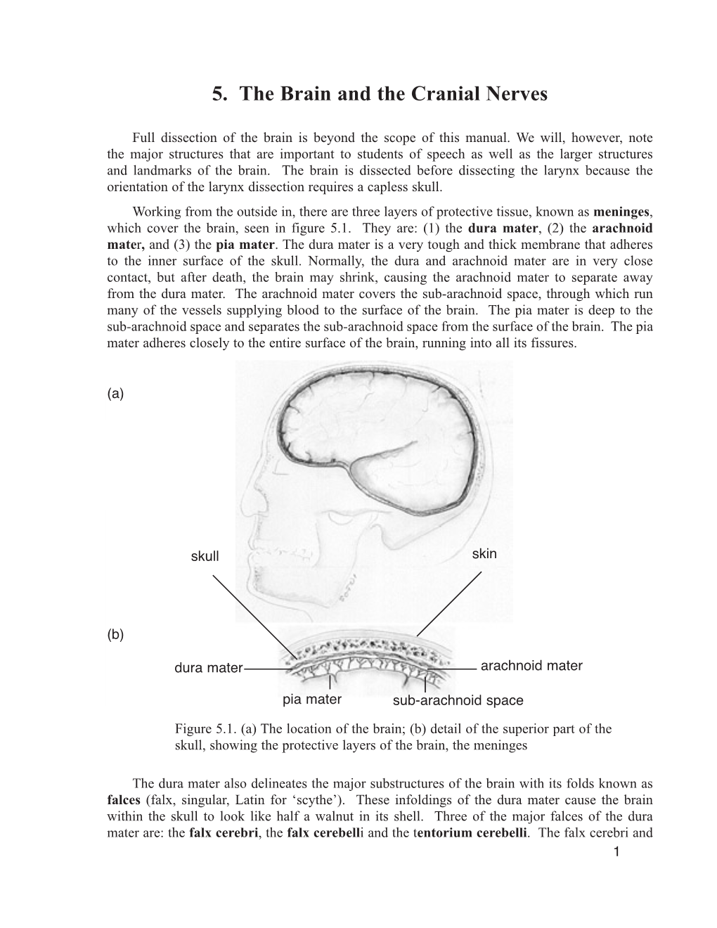 5. the Brain and the Cranial Nerves