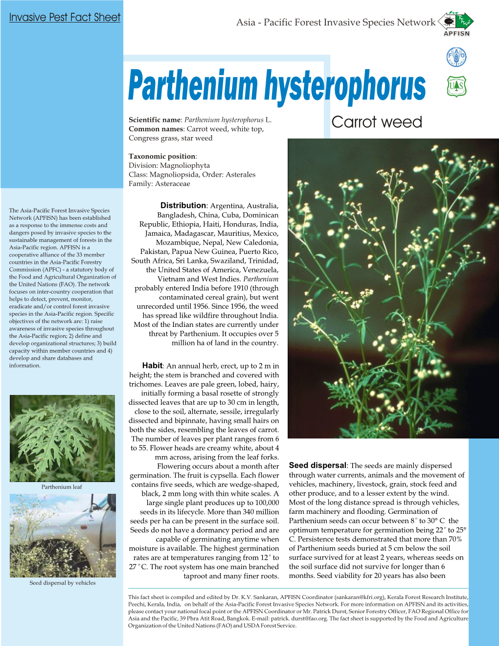Parthenium Hysterophorus