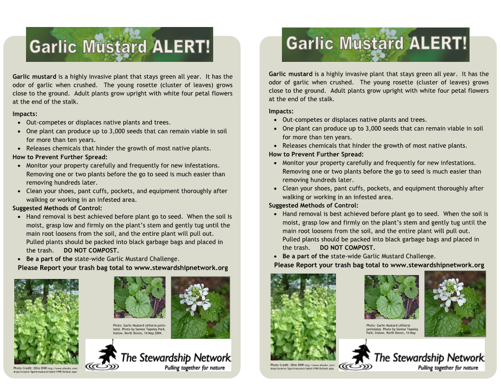 Garlic Mustard Is a Highly Invasive Plant That Stays Green All Year. It Has the Garlic Mustard Is a Highly Invasive Plant That Stays Green All Year