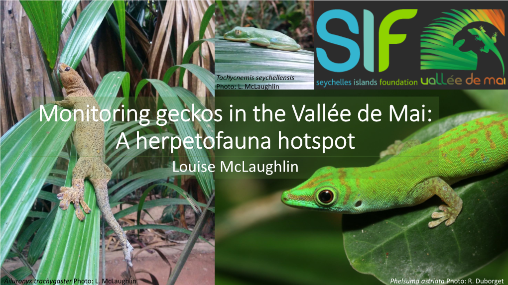 Herpetofauna Surveys in the Vallee De