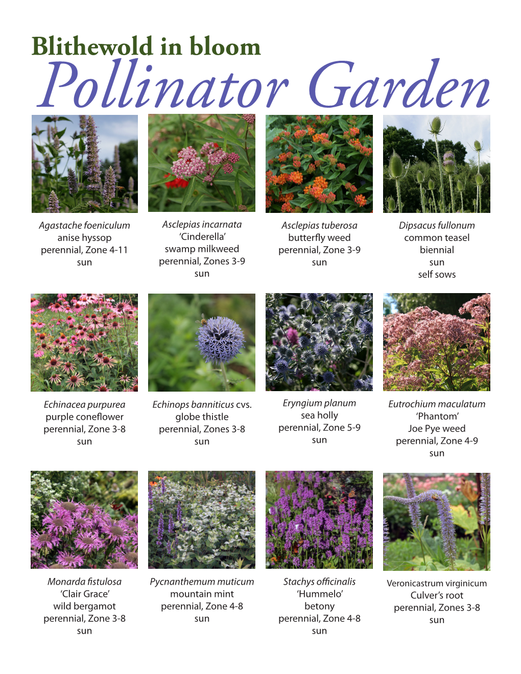 Blithewold in Bloom Pollinator Garden