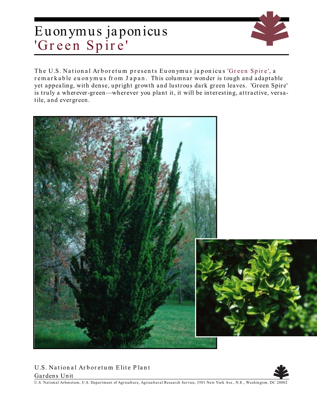 Euonymus Japonicus 'Green Spire'