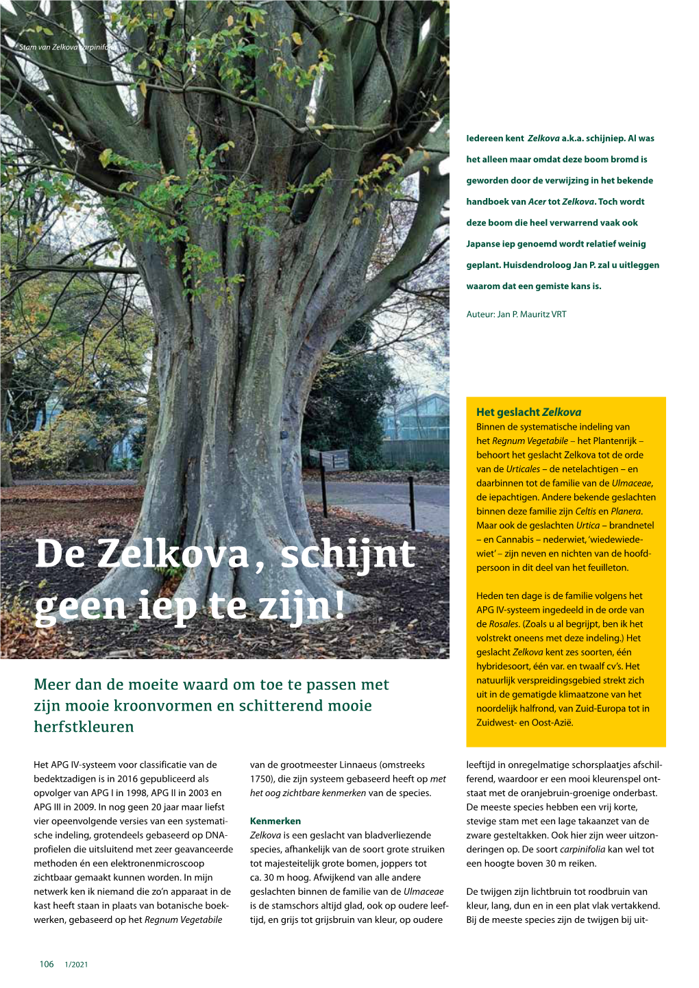 De Zelkova, Schijnt Geen Iep Te Zijn!