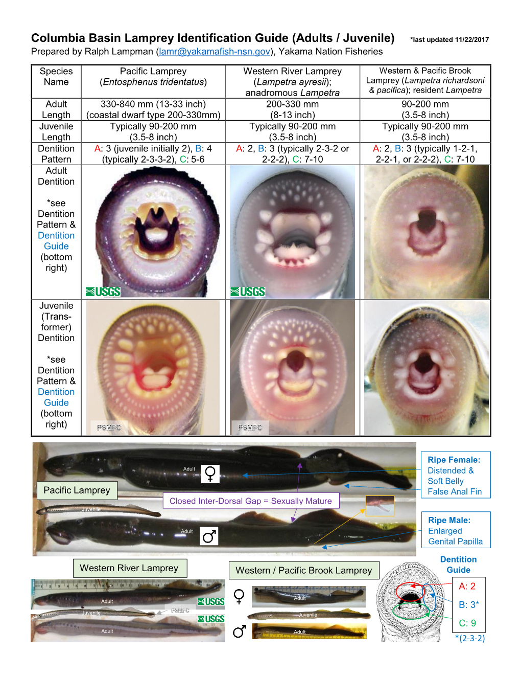 Columbia Basin Lamprey Identification Guide (Adults / Juvenile) *Last Updated 11/22/2017 Prepared by Ralph Lampman (Lamr@Yakamafish-Nsn.Gov), Yakama Nation Fisheries