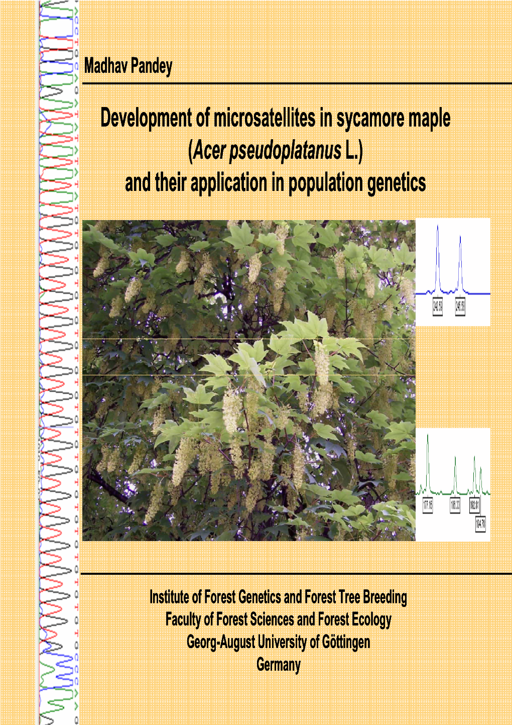 Development of Microsatellites in Sycamore Maple (Acer Pseudoplatanus L.) and Their Application in Population Genetics