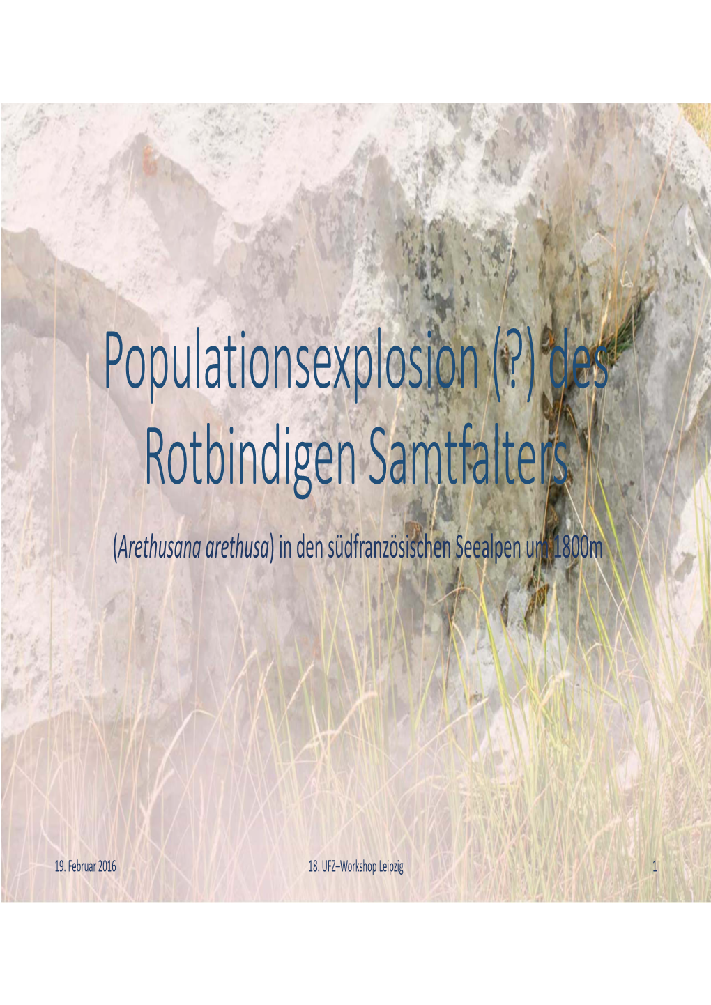 Populationsexplosion (?) Des Rotbindigen Samtfalters (Arethusana Arethusa) in Den Südfranzösischen Seealpen Um 1800M