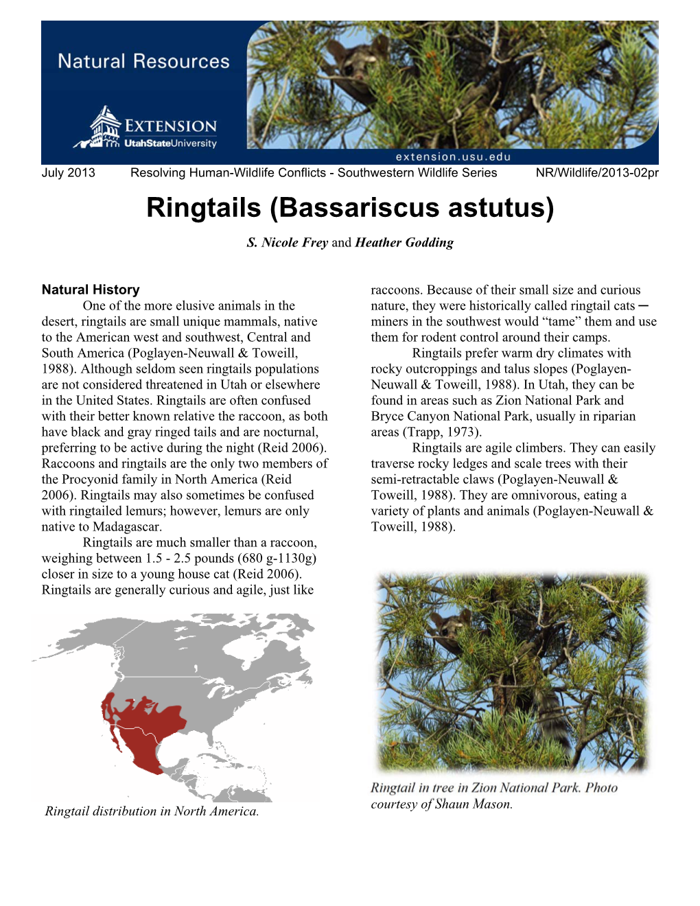 Ringtails (Bassariscus Astutus) S