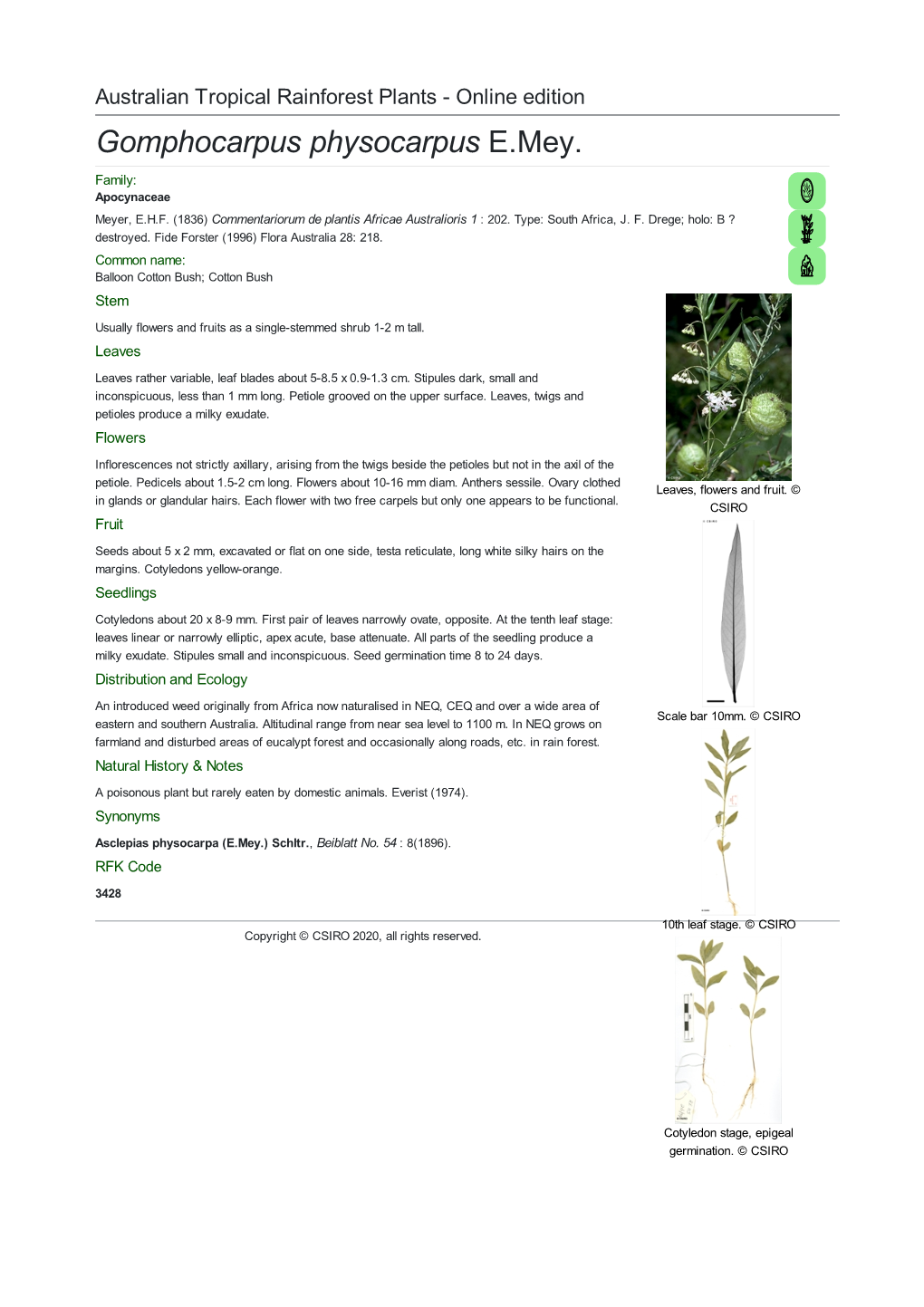 Gomphocarpus Physocarpus E.Mey. Family: Apocynaceae Meyer, E.H.F