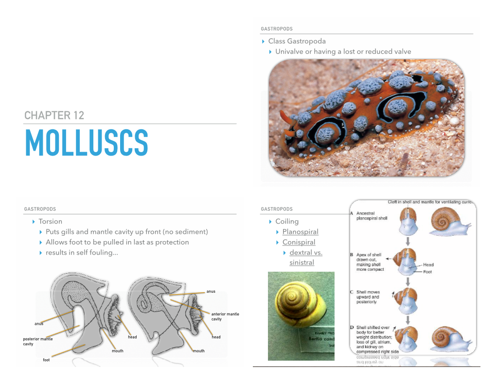 Chapter 12 Molluscs