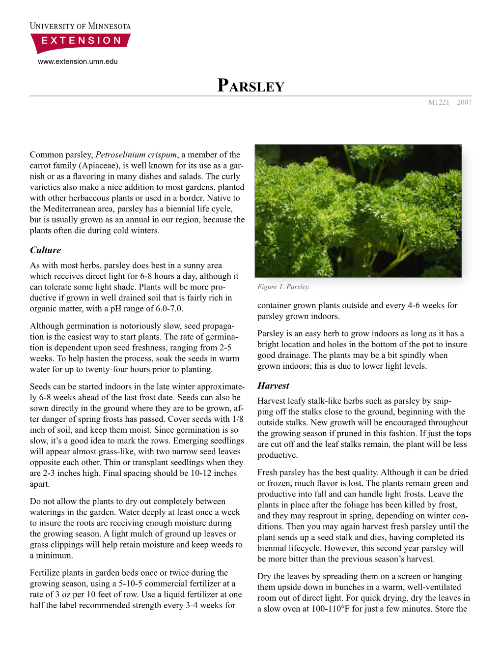 Parsley, Petroselinium Crispum, a Member of the Carrot Family (Apiaceae), Is Well Known for Its Use As a Gar- Nish Or As a Flavoring in Many Dishes and Salads