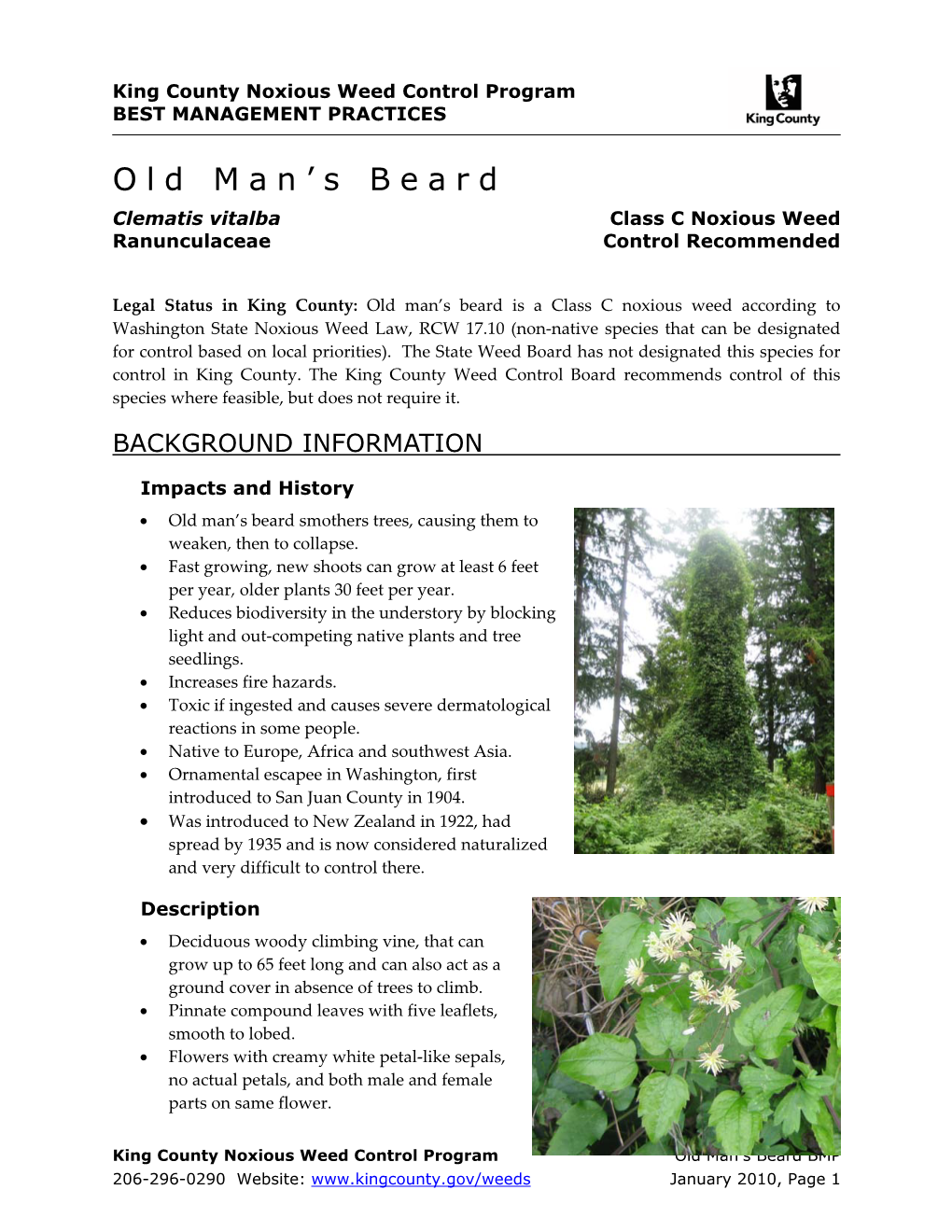 King County Best Management Practices for Old Man's Beard (Clematis Vitalba)