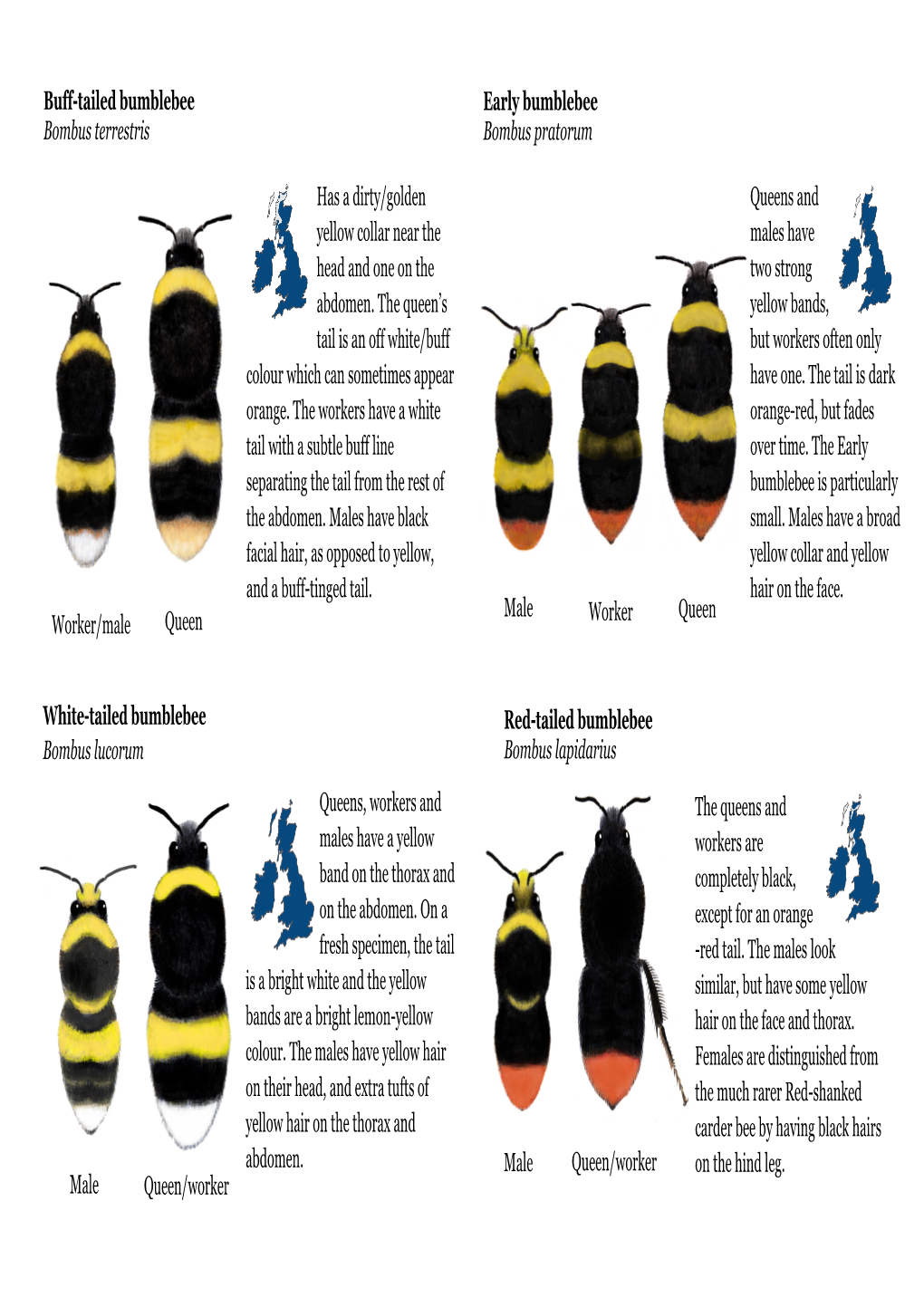 BBCT Bumblebee Identification Sheet (Big 8)